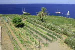 Vigneto e orto dell'Agriturismo Punta Aria